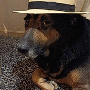 Magnum participe au concours pour gagner de l'argent avec cette photo : dog, hat, straw_hat, black_fur, brown_fur, carpet, indoor, pet, animal, close_up, portrait, sitting, paw, face, canine, domestic_animal, furniture, home, relaxed, cute