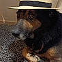 dog, hat, straw_hat, black_fur, brown_fur, carpet, indoor, pet, animal, close_up, portrait, sitting, paw, face, canine, domestic_animal, furniture, home, relaxed, cute