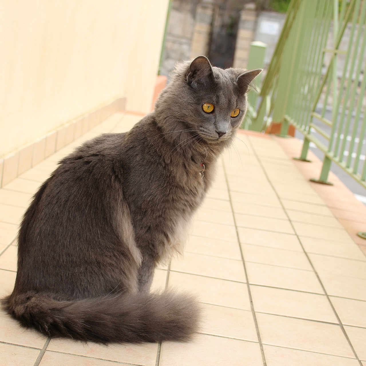 Natsu a rejoint le concours — aidez-le/la à gagner de superbes lots ! abyssinian, accessories, angora, animal, blackcat, cat, flagstone, handrail, hardwood, kitten, manx, path, pet, railing, sidewalk, slate, strap, tile, walkway, wood