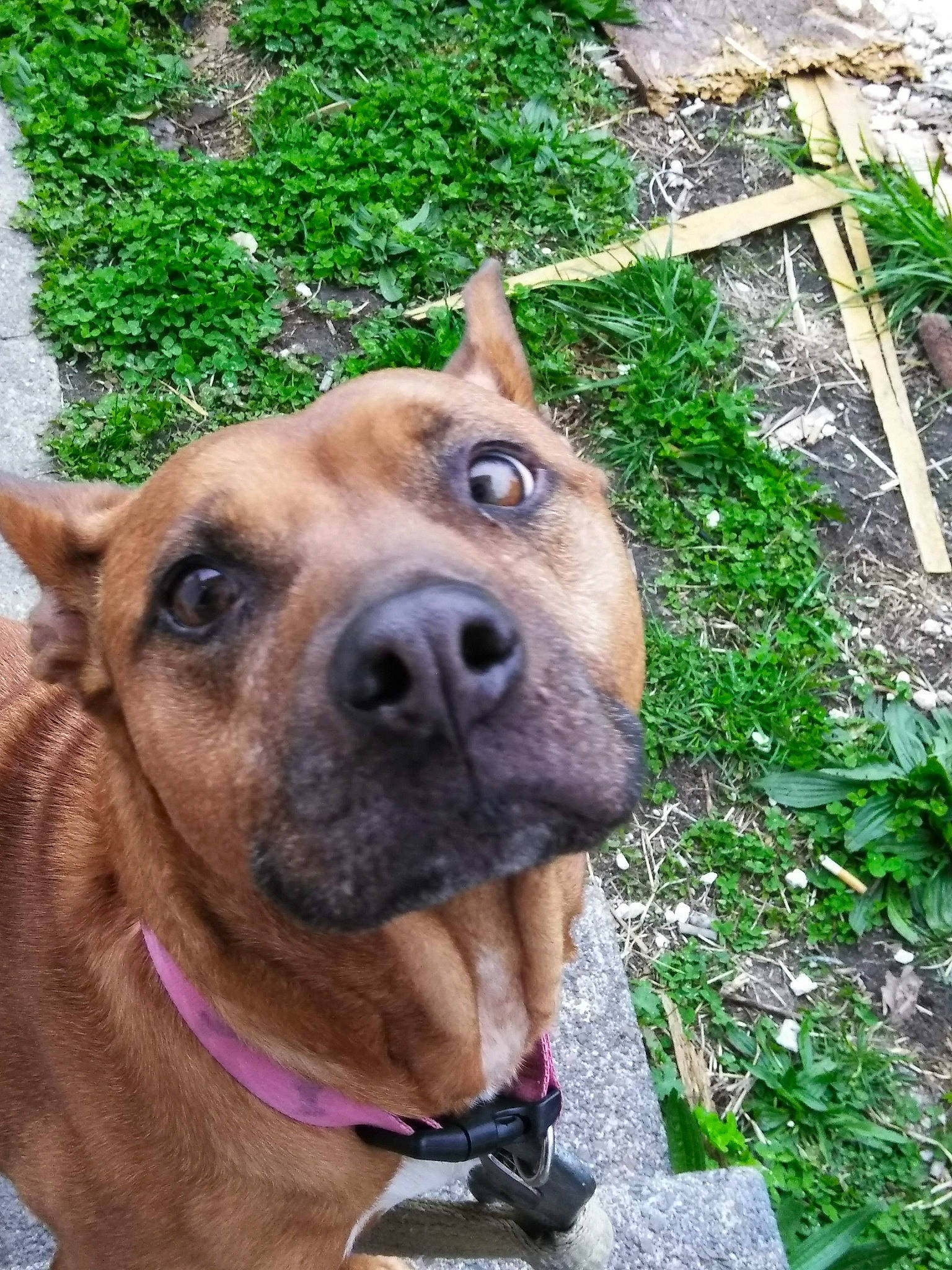 Frannie joined the competition — help win amazing prizes! canidae, carnivore, collar, companion_dog, dog, dog_breed, dog_collar, dog_supply, fawn, fur, grass, leash, liver, pet_supply, plant, selfie, snout, sporting_group, whiskers, working_animal