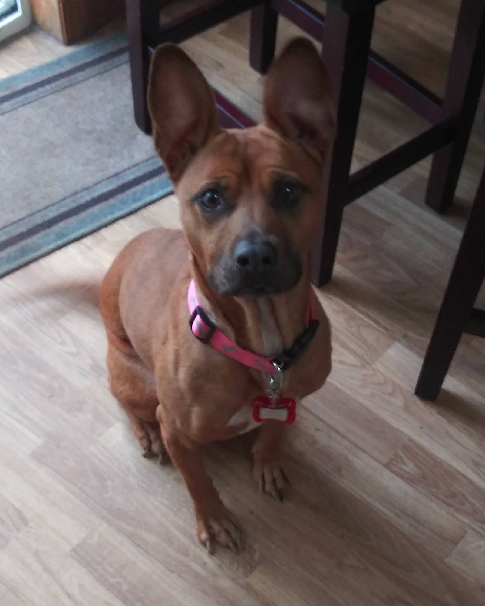 Frannie joined the competition — help win amazing prizes! canidae, carnivore, collar, companion_dog, dog, dog_breed, ear, fawn, floor, flooring, fur, hardwood, liver, snout, sporting_group, tail, toy_dog, whiskers, wood, working_animal