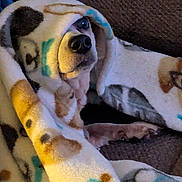 Cece is registered to the contest to win money with this photo: dog, blanket, fleece, cozy, paw_prints, couch, indoor, pet, snuggled, resting, curious, animal, fur, face, wrapped, comfort, home, relaxed, brown, white