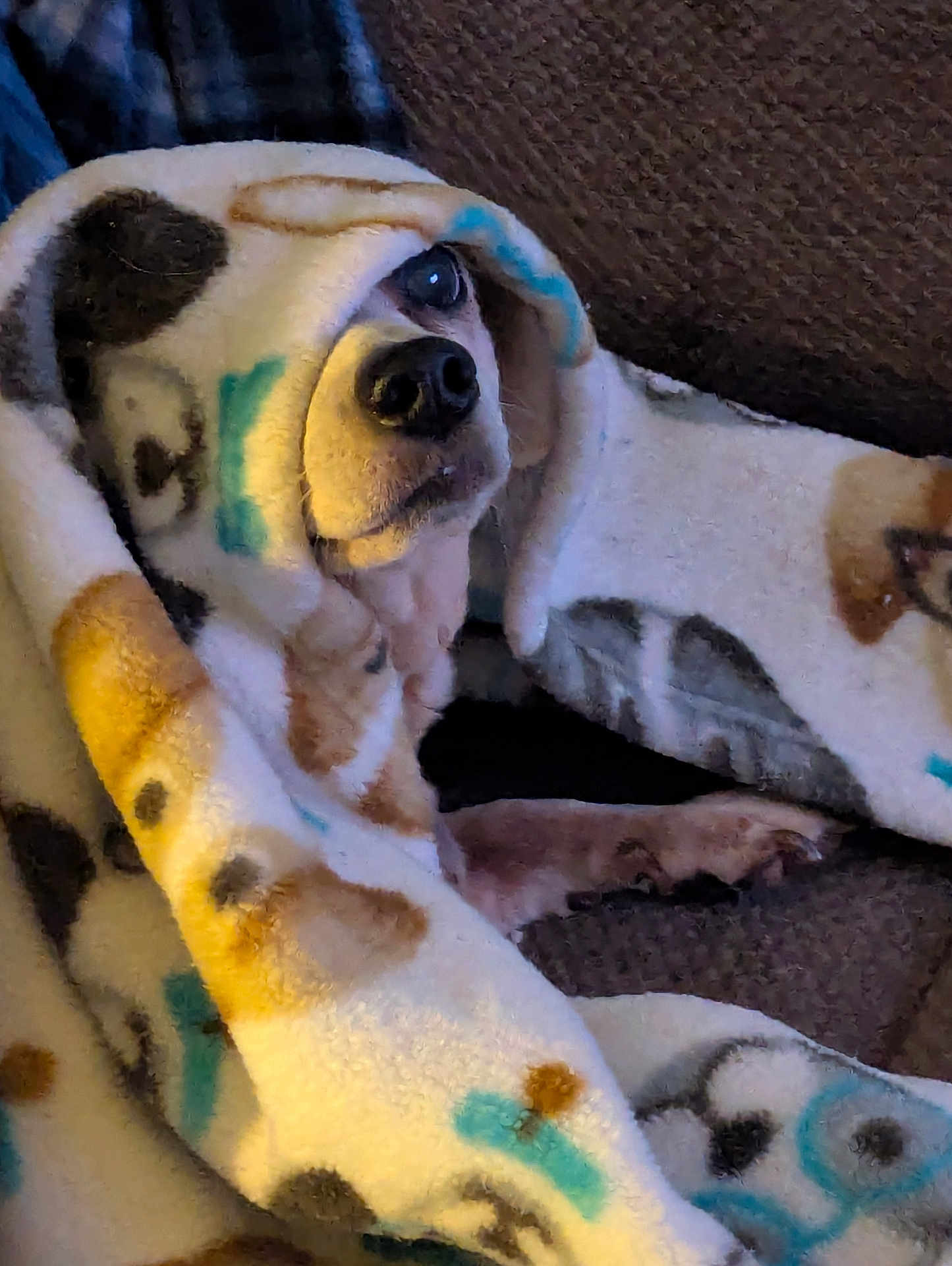 Cece is registered to the contest to win money with this photo: dog, blanket, fleece, cozy, paw_prints, couch, indoor, pet, snuggled, resting, curious, animal, fur, face, wrapped, comfort, home, relaxed, brown, white