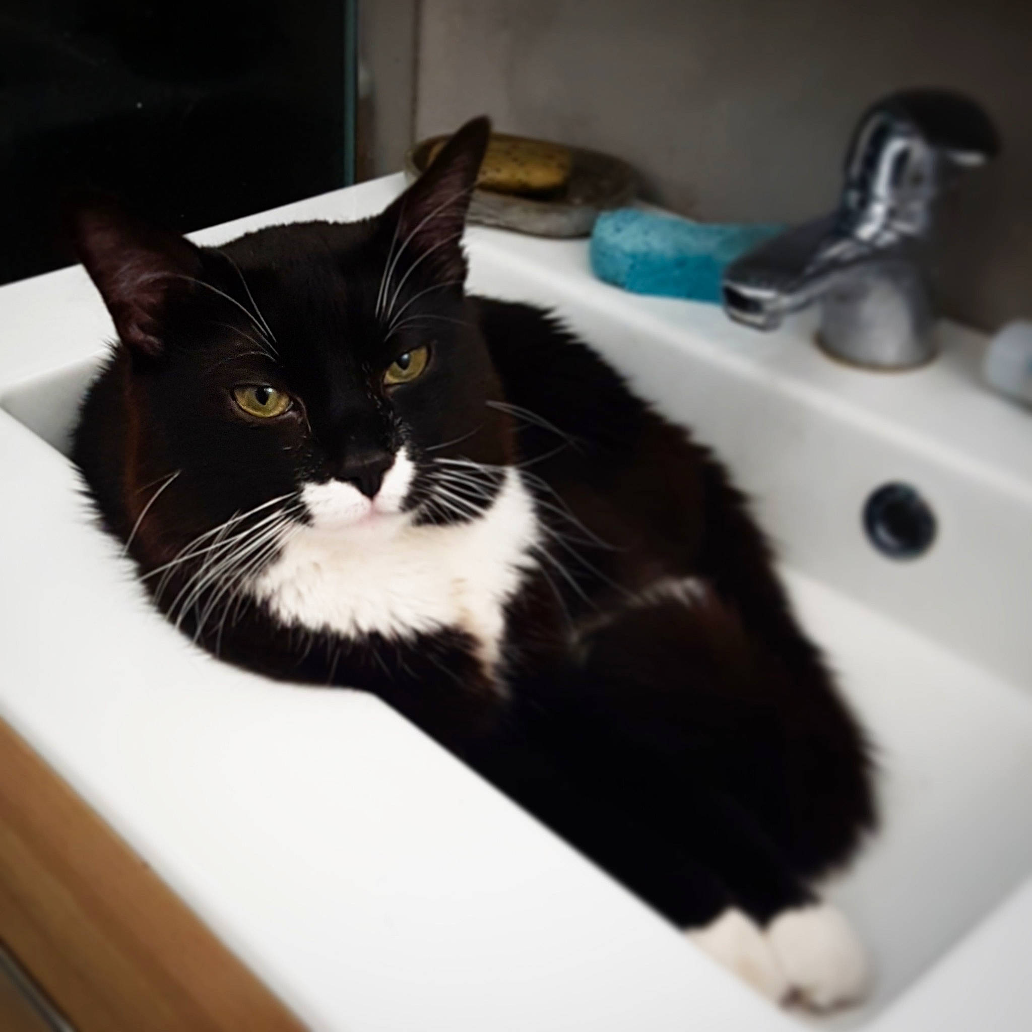 Yuzu participe au concours pour gagner de l'argent avec cette photo : bathtub, black_and_white, black_cat, carnivore, cat, domestic_short_haired_cat, felidae, fur, kitten, plumbing_fixture, room, sink, small_to_medium_sized_cats, whiskers