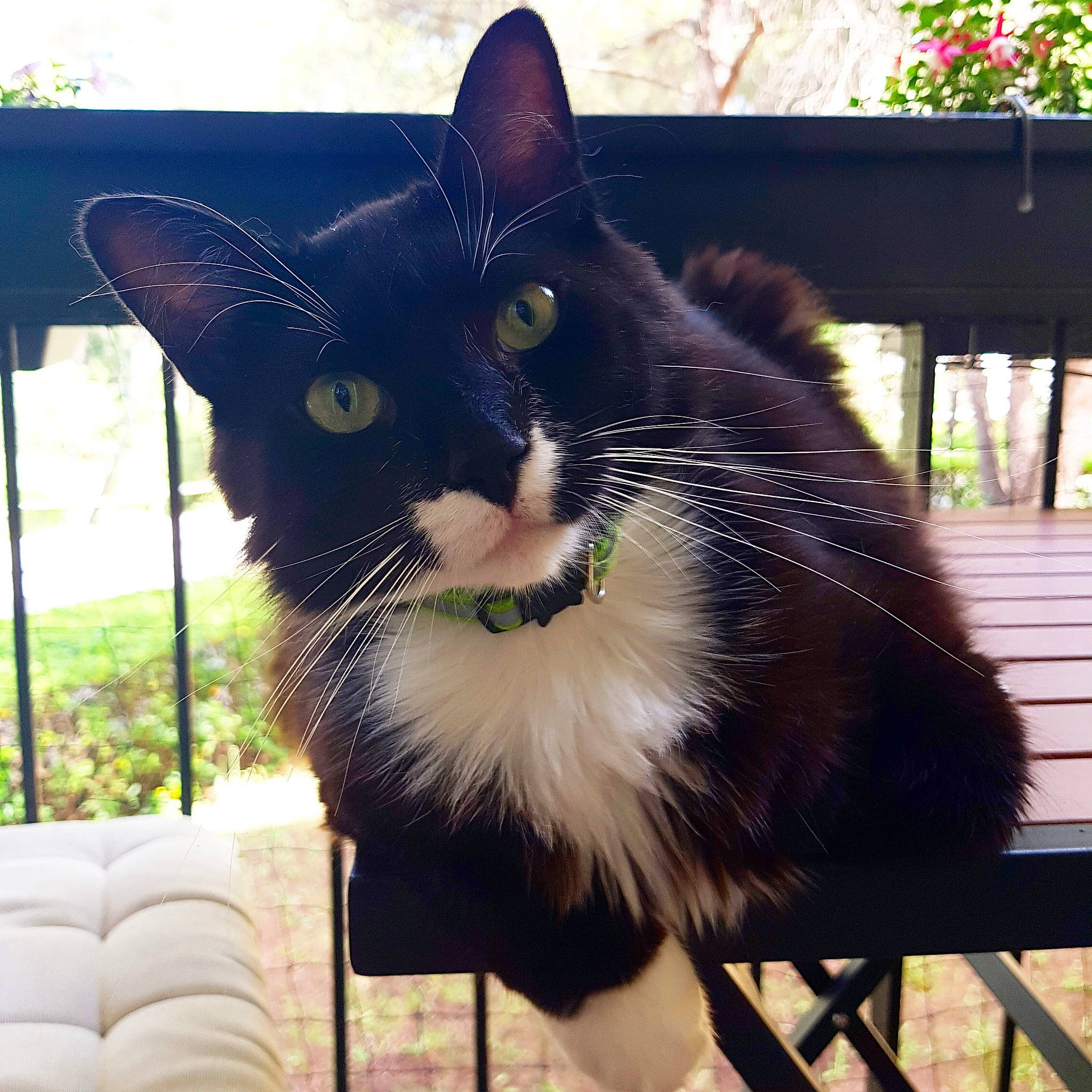 Yuzu a rejoint le concours — aidez-le/la à gagner de superbes lots ! black, black_and_white, black_cat, carnivore, cat, domestic_short_haired_cat, ear, eye, felidae, fur, kitten, mammal, polydactyl_cat, sitting, small_to_medium_sized_cats, snout, tail, tree, whiskers, window