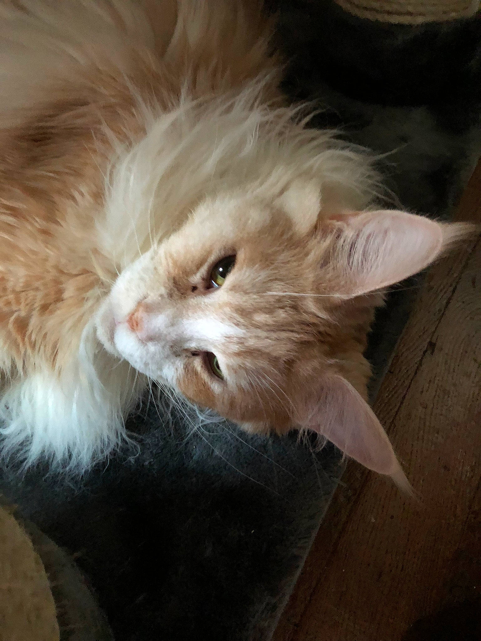 Ice Cream a rejoint le concours — aidez-le/la à gagner de superbes lots ! carnivore, cat, domestic_long_haired_cat, fawn, felidae, fur, kitten, mammal, persian, ragamuffin, ragdoll, small_to_medium_sized_cats, snout, whiskers