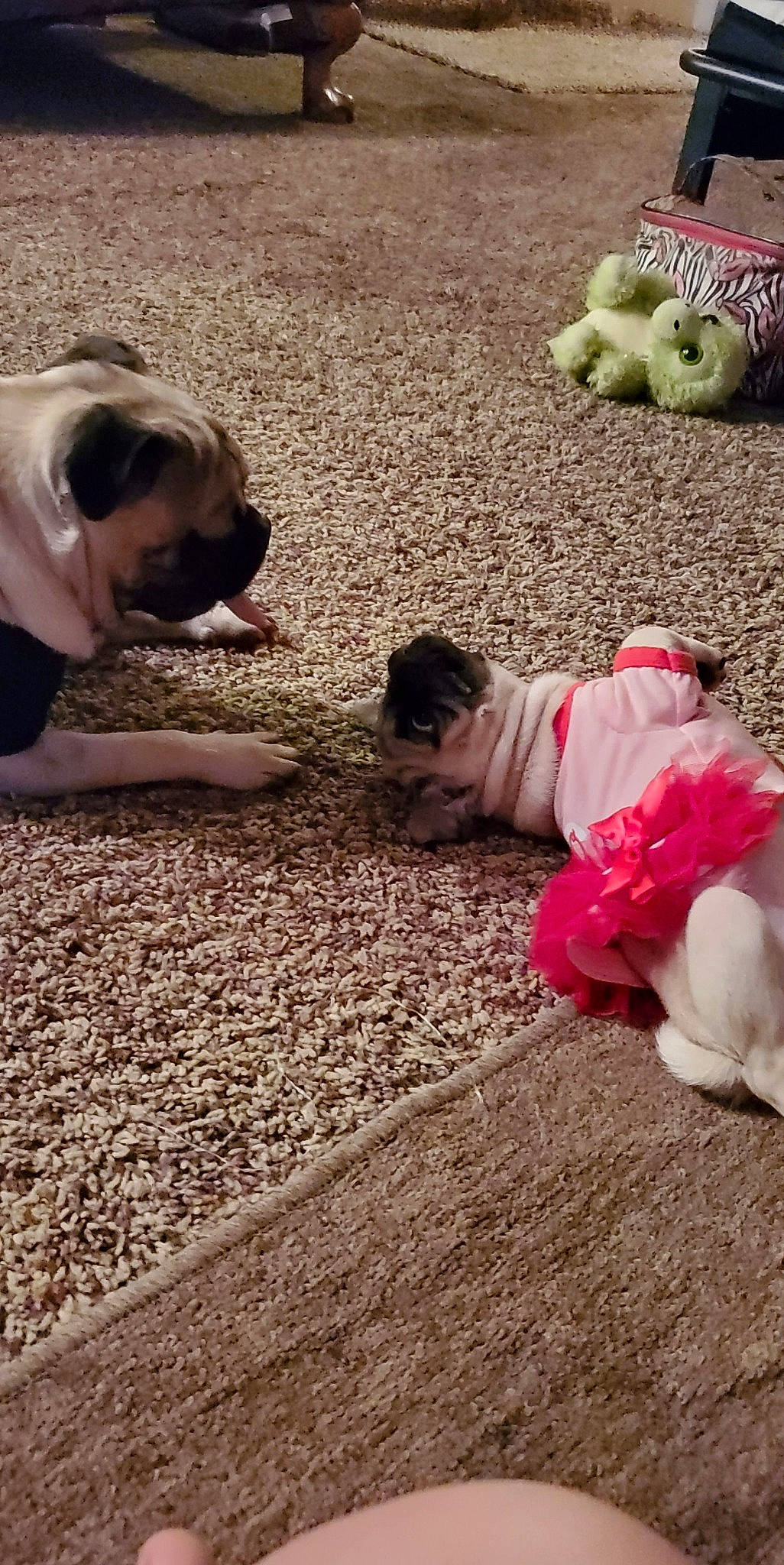 Serenity joined the competition — help win amazing prizes! carpet, comfort, companion_dog, dog, dog_breed, fawn, flooring, fur, grass, interaction, landscape, linens, magenta, petal, sitting, soil, sporting_group, toy_dog, working_animal, wrinkle