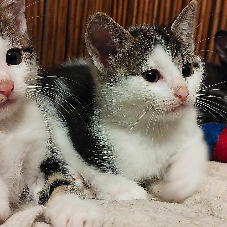 Alfabébéyannickminou a rejoint le concours — aidez-le/la à gagner de superbes lots ! kitten, cat, animal, pet, fur, cute, whiskers, sleeping_area, blanket, indoor, cozy, resting, three_kittens, playful, young, small, domestic_cat, feline, soft, relaxed