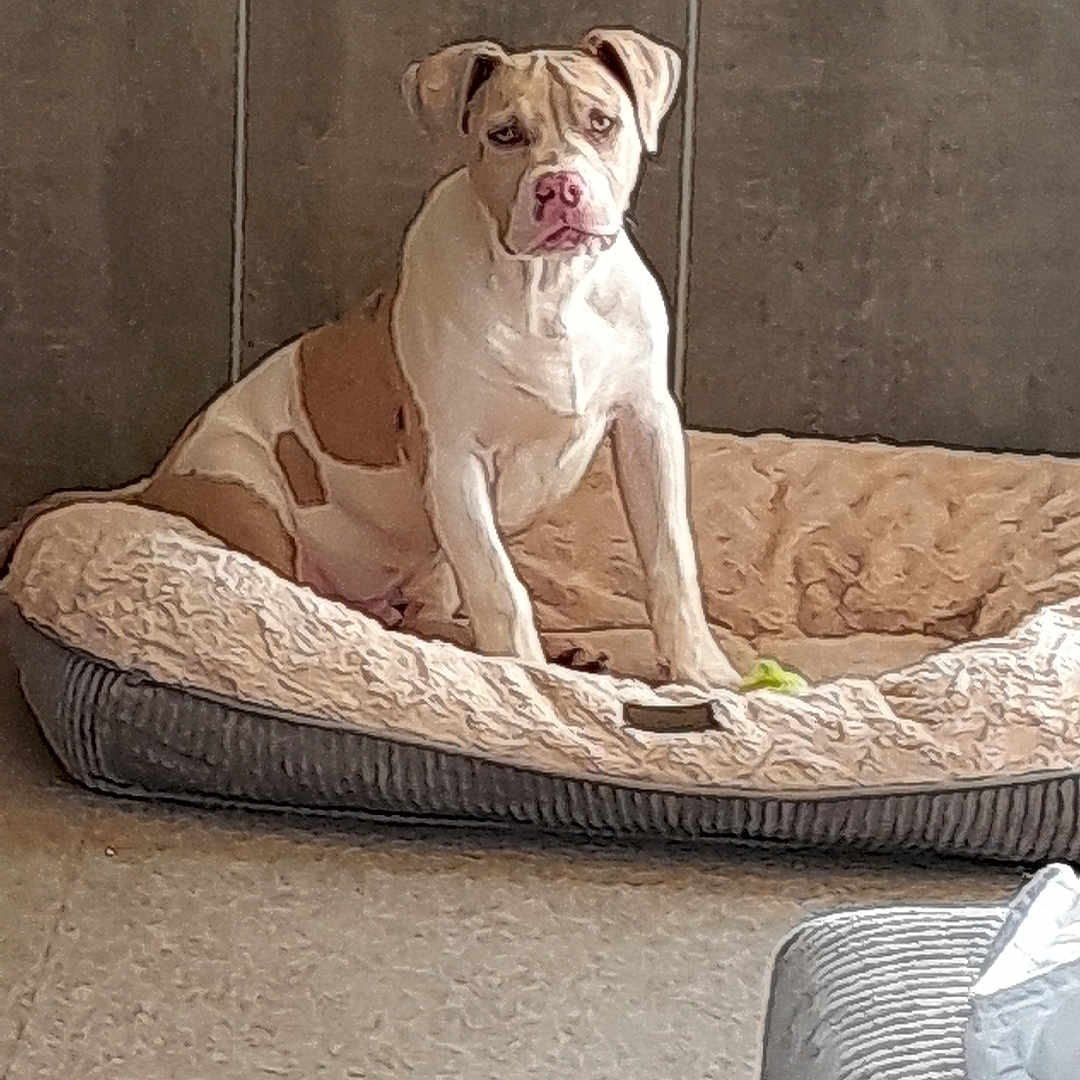 Pablo participe au concours pour gagner de l'argent avec cette photo : animal, boxer, bulldog, canine, couch, dog, dogbed, frenchbulldog, furniture, pet, pitbull, pointer, puppy