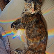 Nova is registered to the contest to win money with this photo: cat, kitten, tortoiseshell, bed, blanket, rainbow, light, fur, animal, pet, cute, indoor, resting, cozy, soft, feline, colorful, relaxed, whiskers, ears