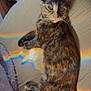 cat, kitten, tortoiseshell, bed, blanket, rainbow, light, fur, animal, pet, cute, indoor, resting, cozy, soft, feline, colorful, relaxed, whiskers, ears