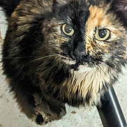 Two-Face is registered to the contest to win money with this photo: black, blurred, cat, chair_leg, close_up, curious, cute, domestic_animal, feline, floor, fur, indoor, looking_up, macro, orange, pet, portrait, tortoiseshell_cat, whiskers, wide_eyes