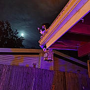 Sushi joined the competition — help win amazing prizes! cat, tuxedo_cat, moon, night_sky, gutter, roof, fence, lantern, purple_light, orange_light, tree_silhouette, house, porch, outdoor, pet, wooden_fence, illumination, clouds, evening, balcony