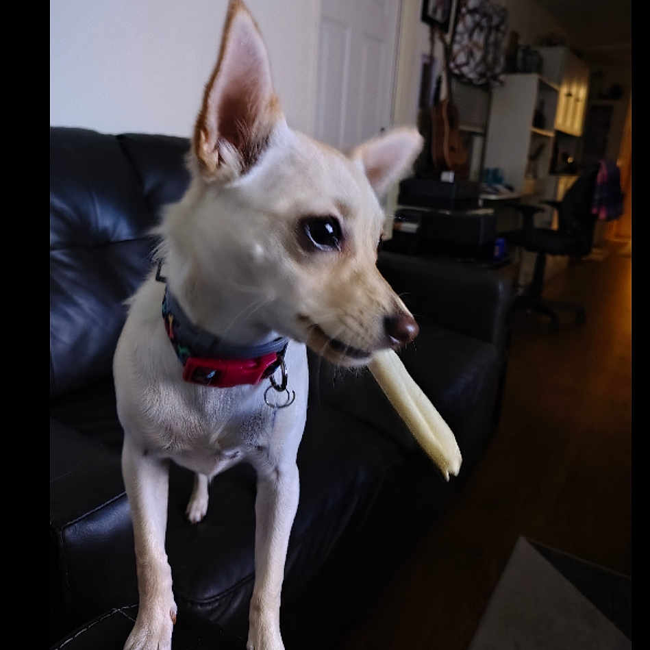 Lucy Lu joined the competition — help win amazing prizes! dog, pet, indoor, living_room, couch, leather, collar, chew_toy, furniture, guitar, wooden_floor, home, animal, canine, domestic_animal, standing, close_up, cute, light, shadow