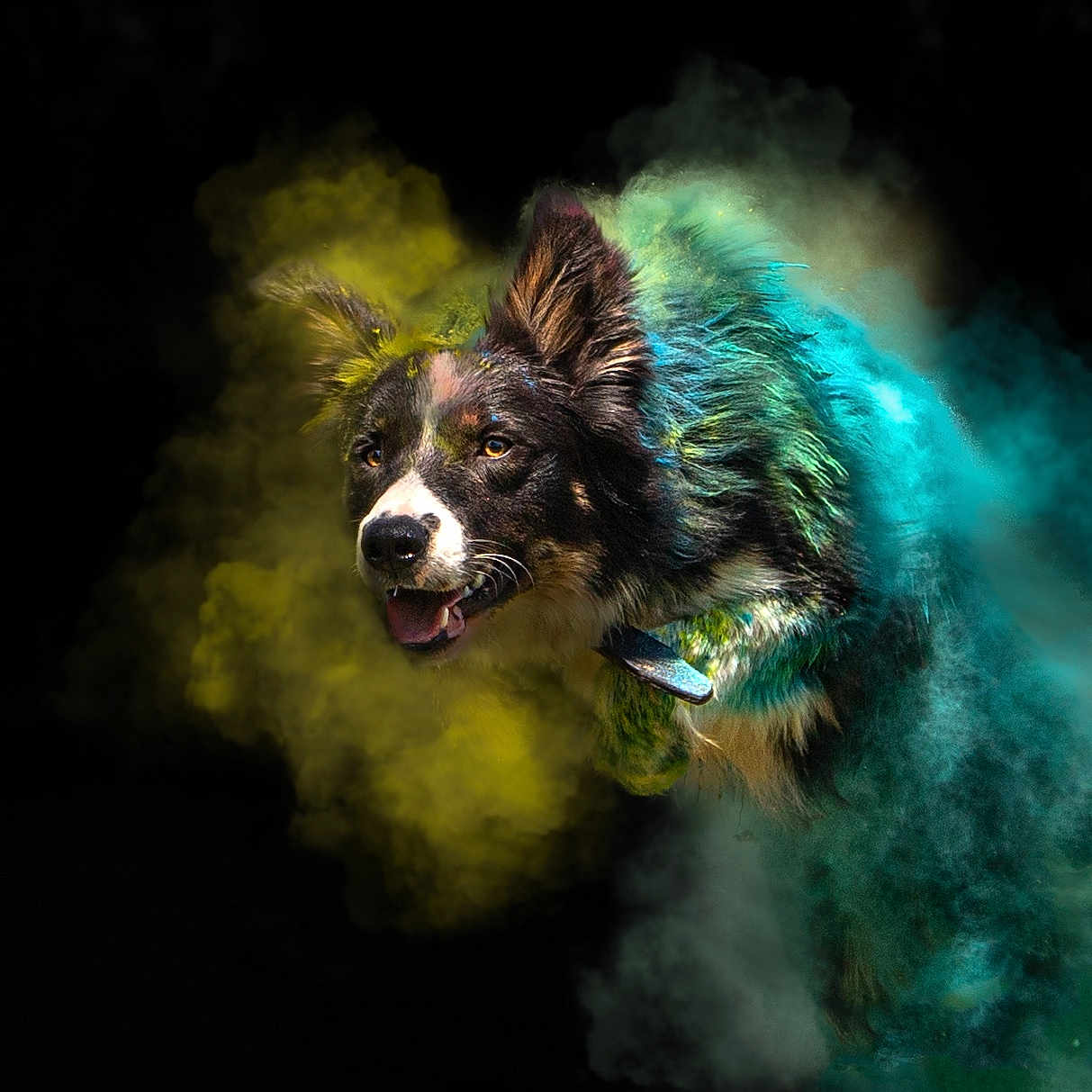 Sigtryggr a rejoint le concours — aidez-le/la à gagner de superbes lots ! accessories, animal, ball, bodypart, canine, cockerspaniel, collie, dog, germanshepherd, head, mouth, person, pet, puppy, smoke, sphere, sport, tennis, tennisball, terrier
