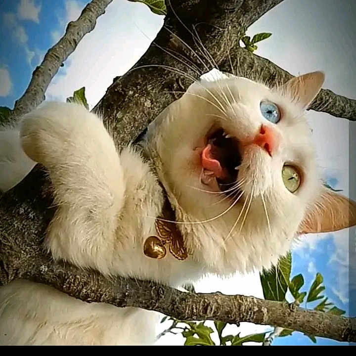 Micha a rejoint le concours — aidez-le/la à gagner de superbes lots ! animal, bell, blue_eye, branch, cat, clouds, collar, fur, green_eye, heterochromia, mouth_open, nature, outdoor, pet, sky, surprised_expression, tongue_out, tree, whiskers, white_cat