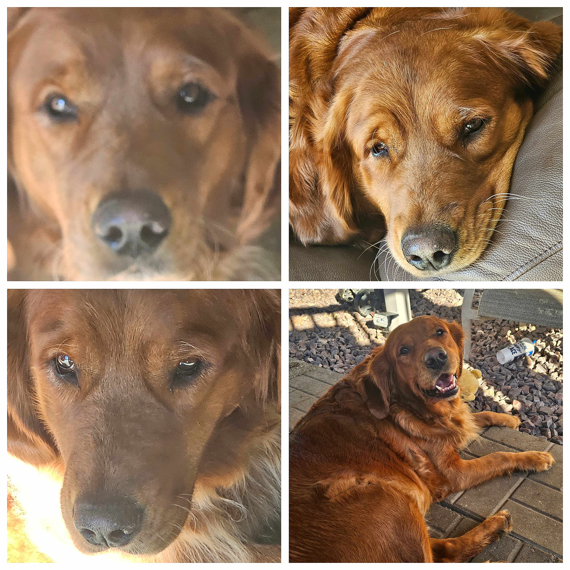 Abby is registered to the contest to win money with this photo: golden_retriever, dog, close_up, portrait, pet, animal, outdoor, indoor, resting, relaxed, sunlight, nose, fur, ears, happy, smiling, couch, patio, stone, toy