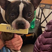 Moose joined the competition — help win amazing prizes! animal, black_and_white, book, boston_terrier, brown_fur, chair, close_up, dining_room, dog, floppy_ears, funny, green_bottle, holding, indoors, pet, portrait, puffy_jacket, table, wide_eyes, yellow_book