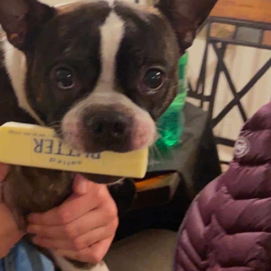Moose