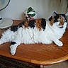 cat, calico_cat, fluffy, table, wooden_table, fan, ceramic_jar, green_eyes, indoor, houseplant, relaxed, pet, feline, fur, domestic_animal, decor, resting, animal, closeup, home