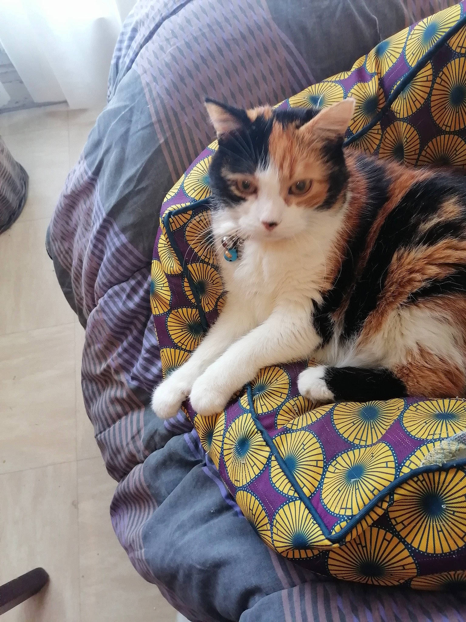 Inaya a rejoint le concours — aidez-le/la à gagner de superbes lots ! basket, carnivore, cat, cat_supply, claw, comfort, companion_dog, couch, domestic_short_haired_cat, fawn, felidae, fur, lap, pattern, paw, sitting, small_to_medium_sized_cats, tail, whiskers, wood