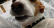 Lulu is registered to the contest to win money with this photo: dog, close_up, bed, pineapple_pattern, smiling, pet, collar, indoor, bedroom, blanket, furniture, window, light, whiskers, fur, cute, animal, resting, cozy, background