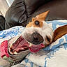 dog, pet, canine, close_up, collar, mouth_open, tongue_out, blanket, blue, white, leather_couch, happy, playful, lying_down, indoor, fur, ears, teeth, nose, tongue