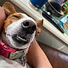 dog, close_up, sleeping, collar, pink, pet, relaxed, teeth, face, ears, person, arm, indoor, household_items, table, couch, resting, brown, white, cute