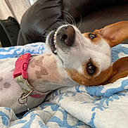 Lulu is registered to the contest to win money with this photo: dog, pet, collar, blanket, indoor, leather_couch, ears, teeth, lying_down, cute, playful, brown_and_white, fur, close_up, smiling, expression, animal, domestic, relaxed, cozy