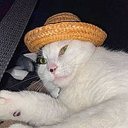 Bob is registered to the contest to win money with this photo: cat, white_cat, straw_hat, pet, animal, feline, close_up, portrait, indoor, relaxed, cute, hat, sleepy, whiskers, paw, fur, domestic_animal, resting, laying, cozy
