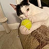 Bob joined the competition — help win amazing prizes! cat, white_cat, black_spots, tennis_ball, scratching_post, indoor, floor_tile, curious, pet, animal, paw, green_eyes, claws, playful, feline, close_up, resting, household, cute, domestic
