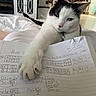 Bob is registered to the contest to win money with this photo: cat, paw, notebook, homework, math, writing, indoor, furniture, bed, white, black, closeup, pet, animal, curious, collar, paper, table, room, light