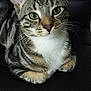 Tiago participe au concours pour gagner de l'argent avec cette photo :