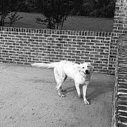 Hope is registered to the contest to win money with this photo: dog, white_dog, pet, animal, outdoor, courtyard, brick_wall, pavement, garden, grass, portrait, standing, walking, fluffy, fur, tail, tongue, happy, black_and_white, architecture