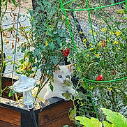 Phoenix joined the competition — help win amazing prizes! kitten, cat, garden, plants, tomato_plant, wooden_planter, greenery, leaves, flowers, outdoor, nature, curious, feline, pet, vegetables, growth, summer, sunlight, garden_fence, plant_support