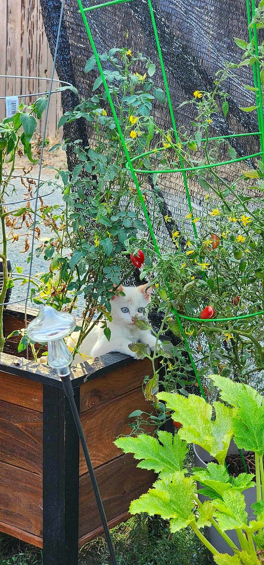 Phoenix joined the competition — help win amazing prizes! kitten, cat, garden, plants, tomato_plant, wooden_planter, greenery, leaves, flowers, outdoor, nature, curious, feline, pet, vegetables, growth, summer, sunlight, garden_fence, plant_support
