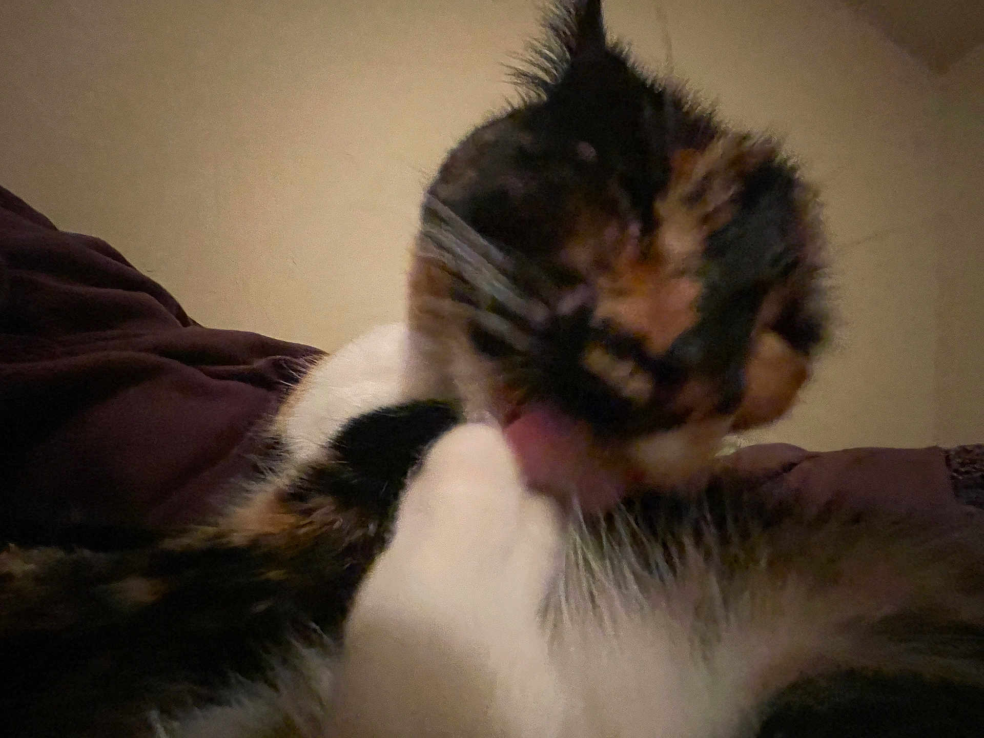 Lola joined the competition — help win amazing prizes! cat, calico, feline, licking, fur, close_up, indoor, pet, animal, whiskers, tongue, grooming, blurry, dark_background, mammal, cute, furry, soft, domestic_animal, resting