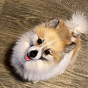 Teddy Bear is registered to the contest to win money with this photo: animal, black_nose, brown, companion, cute, dog, domestic, ears, fluffy, friendly, fur, happy, indoor, looking_up, pet, small_dog, tail, tongue_out, white, wooden_floor