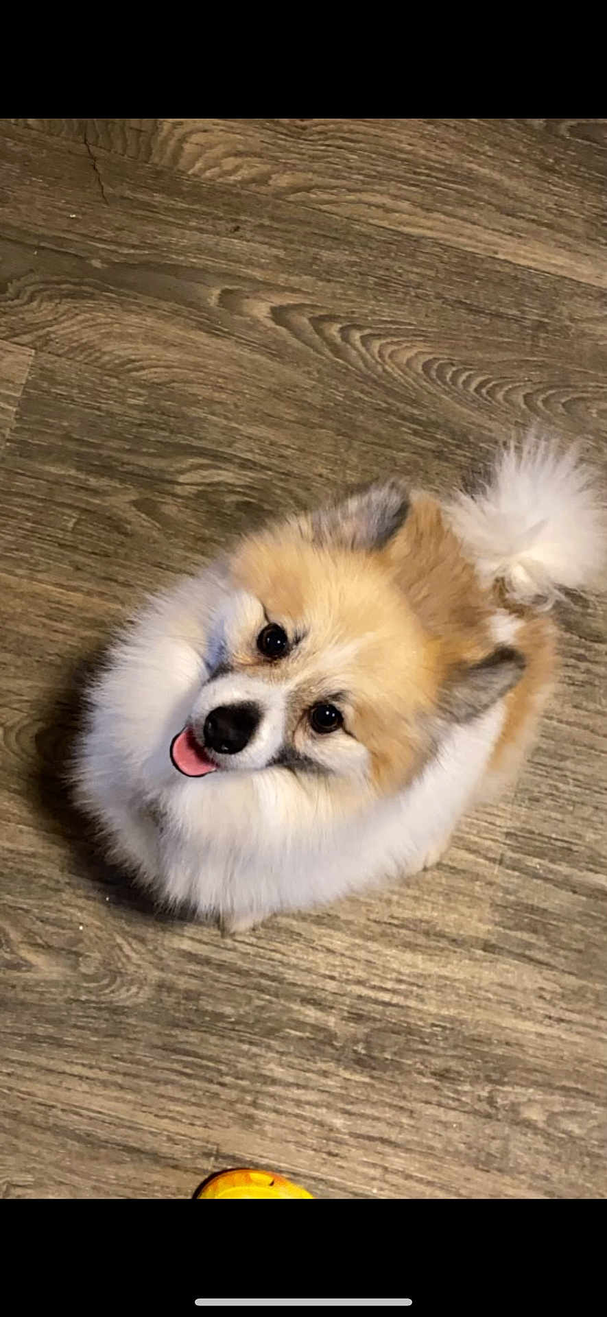 Teddy Bear