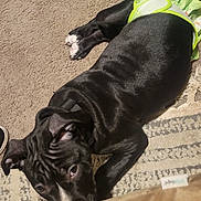 Karma is registered to the contest to win money with this photo: animal, black_dog, carpet, chew_toy, collar, curious, cute, dog, floor, floral_pattern, footwear, green_dress, indoor, laying_down, pet, relaxed, shoe, soft_surface, toy, white_paws