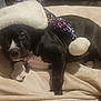 dog, puppy, black_and_white, santa_hat, sequins, blanket, bed, indoor, pet, cute, lying_down, cozy, soft, holiday, festive, adorable, animal, fur, paw, collar