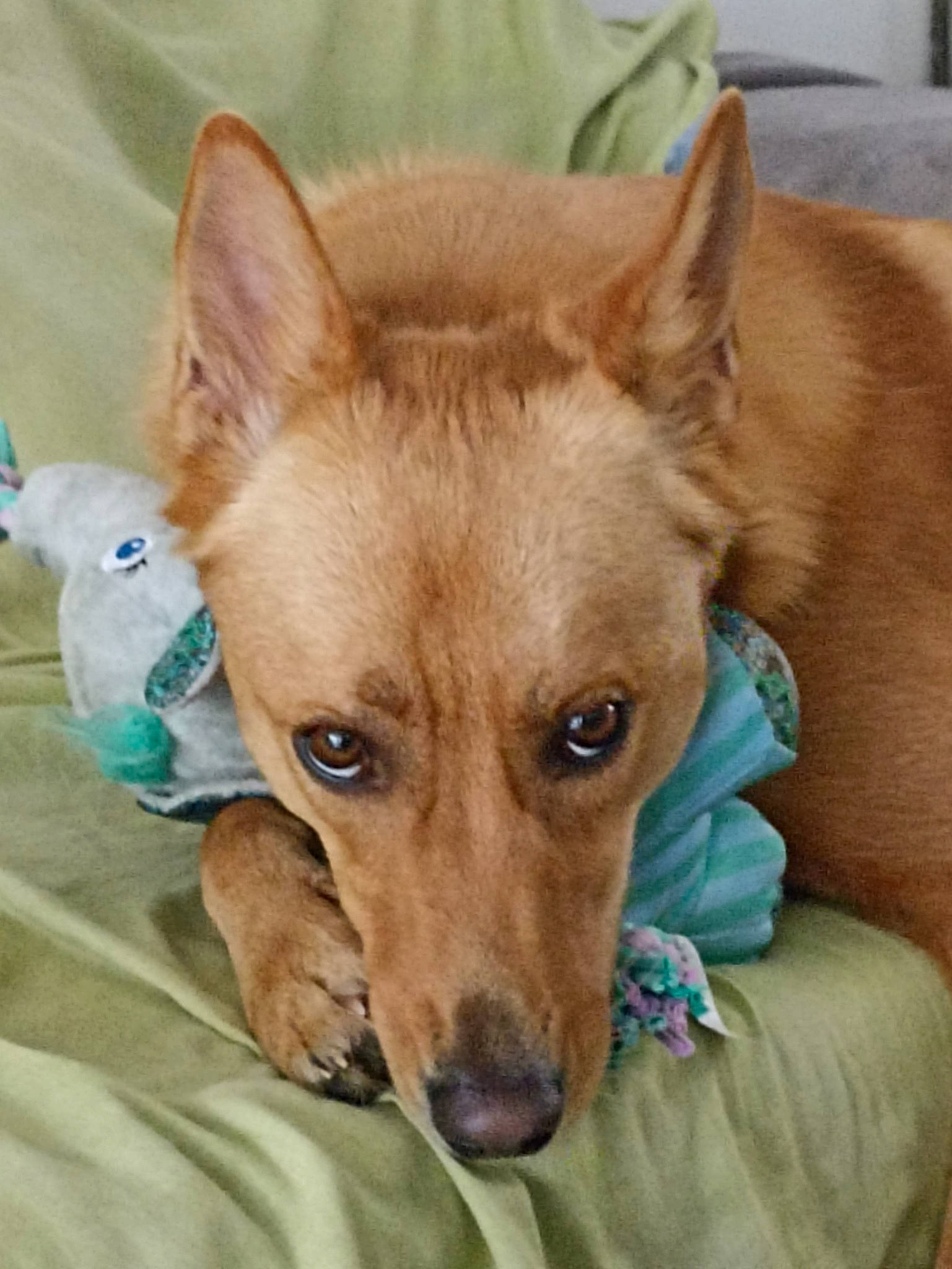 Frida a rejoint le concours — aidez-le/la à gagner de superbes lots ! ancient_dog_breeds, bottle, canidae, carnivore, comfort, companion_dog, dog, dog_breed, dog_supply, ear, fawn, fur, linens, non_sporting_group, snout, sporting_group, terrestrial_animal, water_bottle, whiskers, working_animal