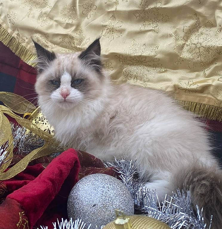 Pavlov joined the competition — help win amazing prizes! british_longhair, carnivore, cat, claw, comfort, felidae, foot, fur, happy, paw, ragdoll, small_to_medium_sized_cats, tail, whiskers