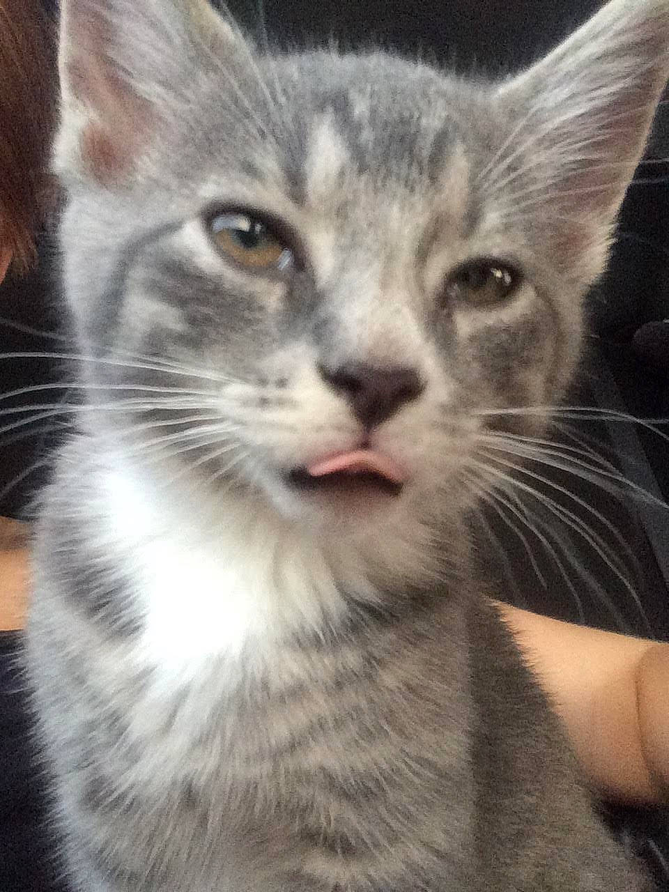 Freddie Purrcury is registered to the contest to win money with this photo: carnivore, cat, close_up, domestic_short_haired_cat, eye, felidae, fur, head, mammal, paw, small_to_medium_sized_cats, snout, terrestrial_animal, vertebrate, whiskers, wildlife, window