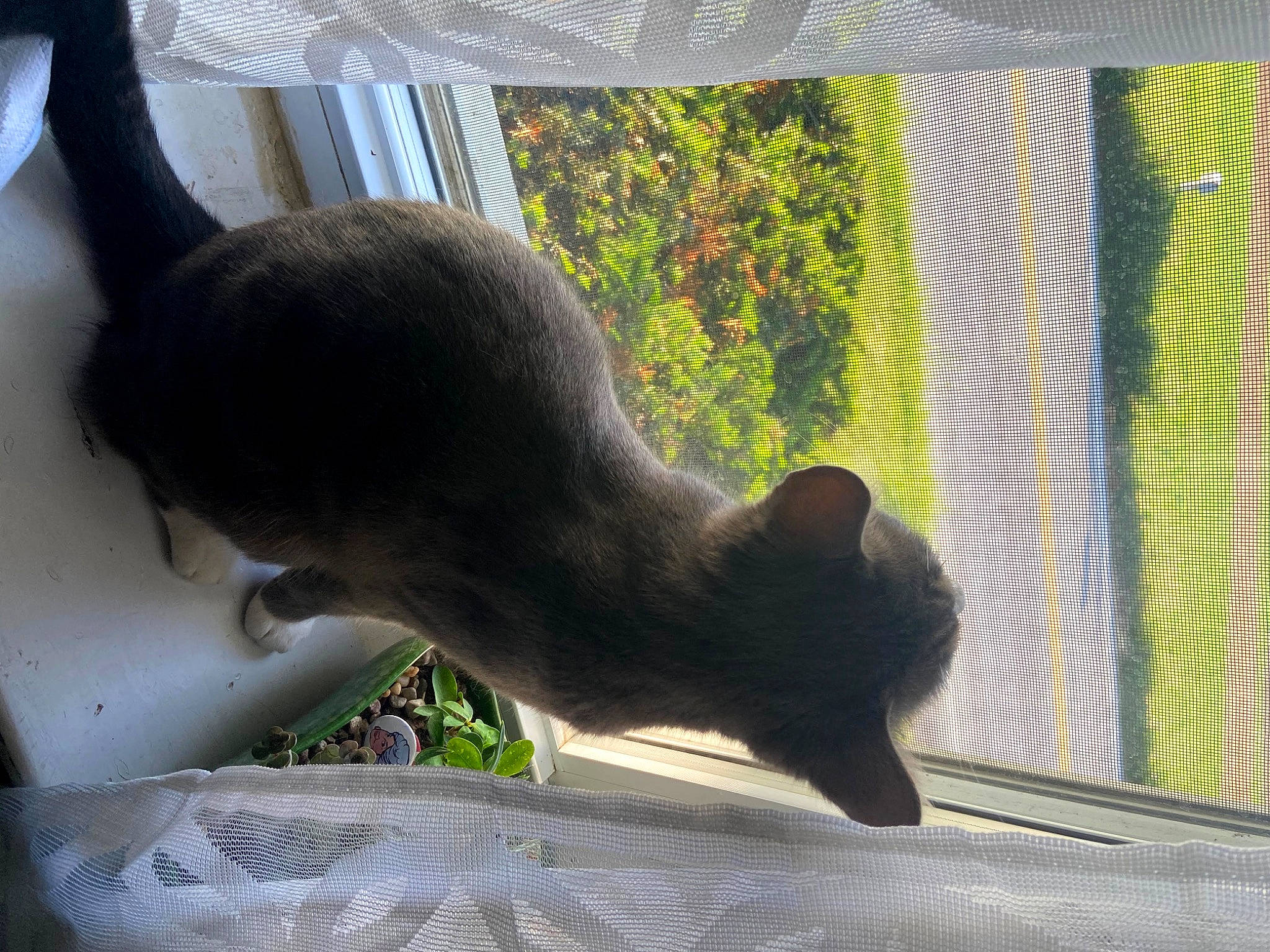 Freddie Purrcury is registered to the contest to win money with this photo: carnivore, cat, comfort, fawn, felidae, grass, mammal, mesh, pet_supply, plant, shade, small_to_medium_sized_cats, tail, tints_and_shades, tree, vertebrate, whiskers, wildlife, window, wood