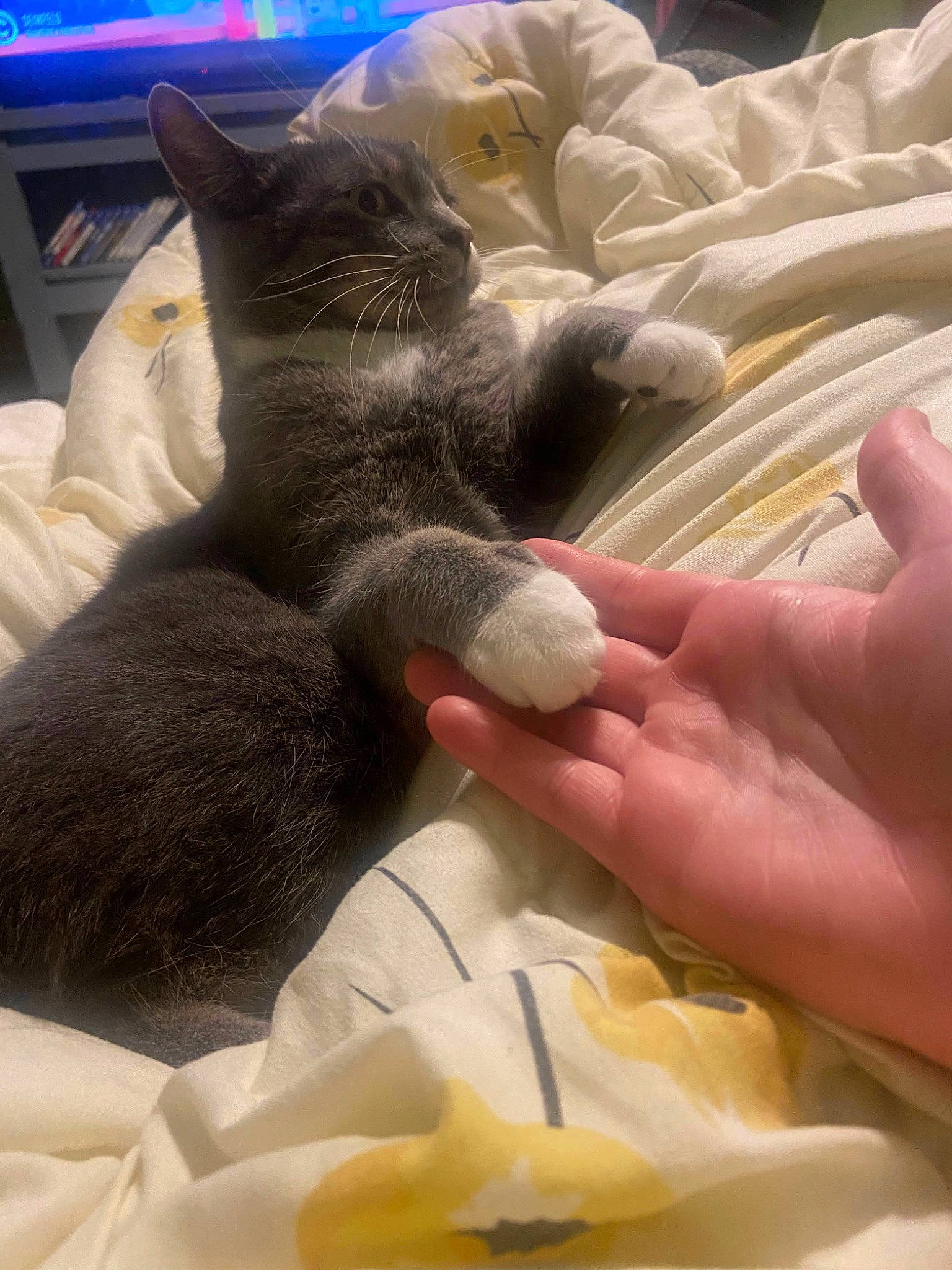 Freddie Purrcury is registered to the contest to win money with this photo: black_cat, bombay, carnivore, cat, claw, comfort, domestic_short_haired_cat, felidae, finger, fur, linens, nail, nap, paw, sleep, small_to_medium_sized_cats, tail, thread, whiskers, yellow