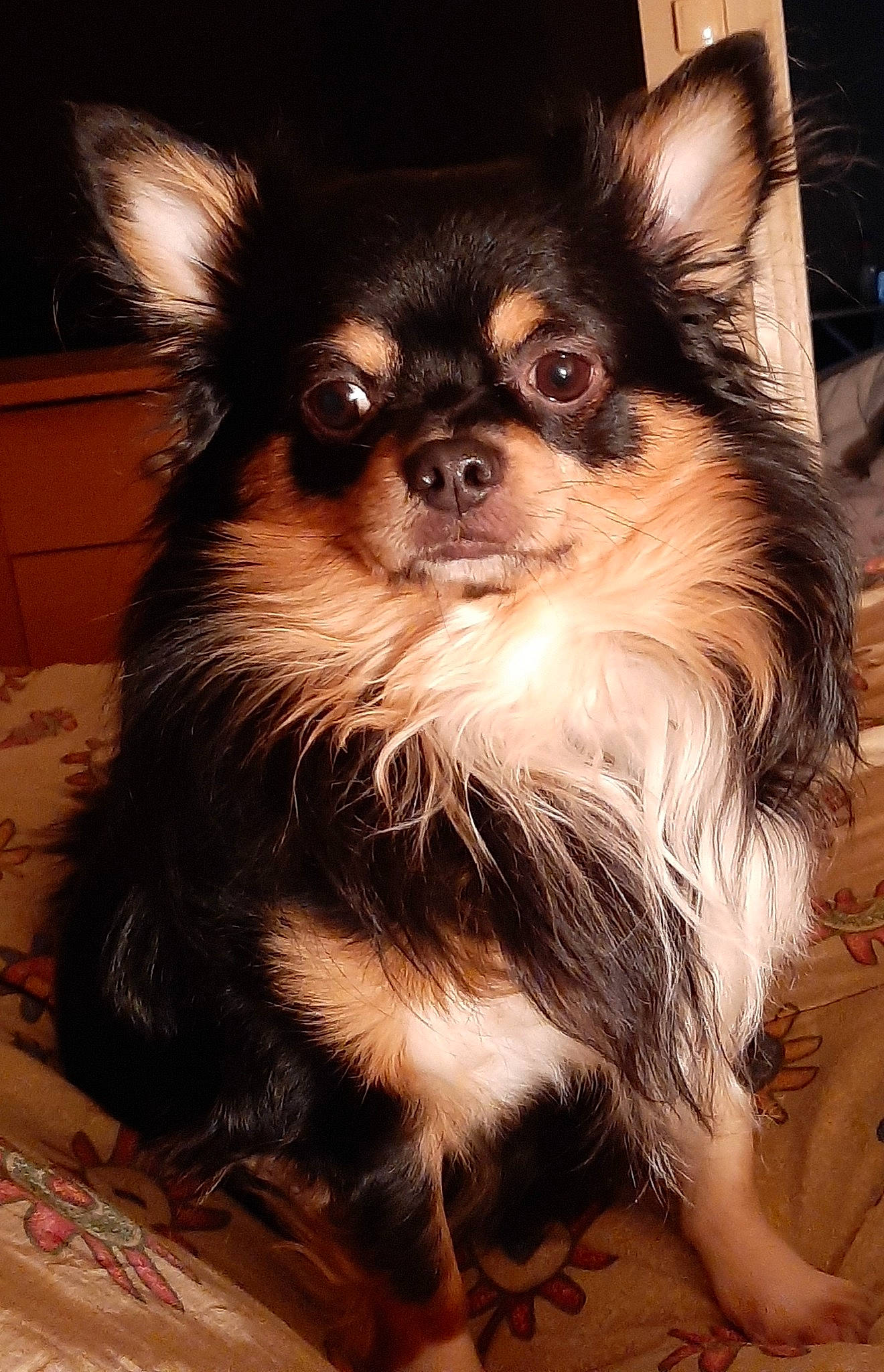 Mon Gros participe au concours pour gagner de l'argent avec cette photo : carnivore, companion_dog, dog, dog_breed, dog_supply, fawn, fur, iris, liver, papillon, snout, terrestrial_animal, toy_dog, vertebrate, whiskers, working_animal