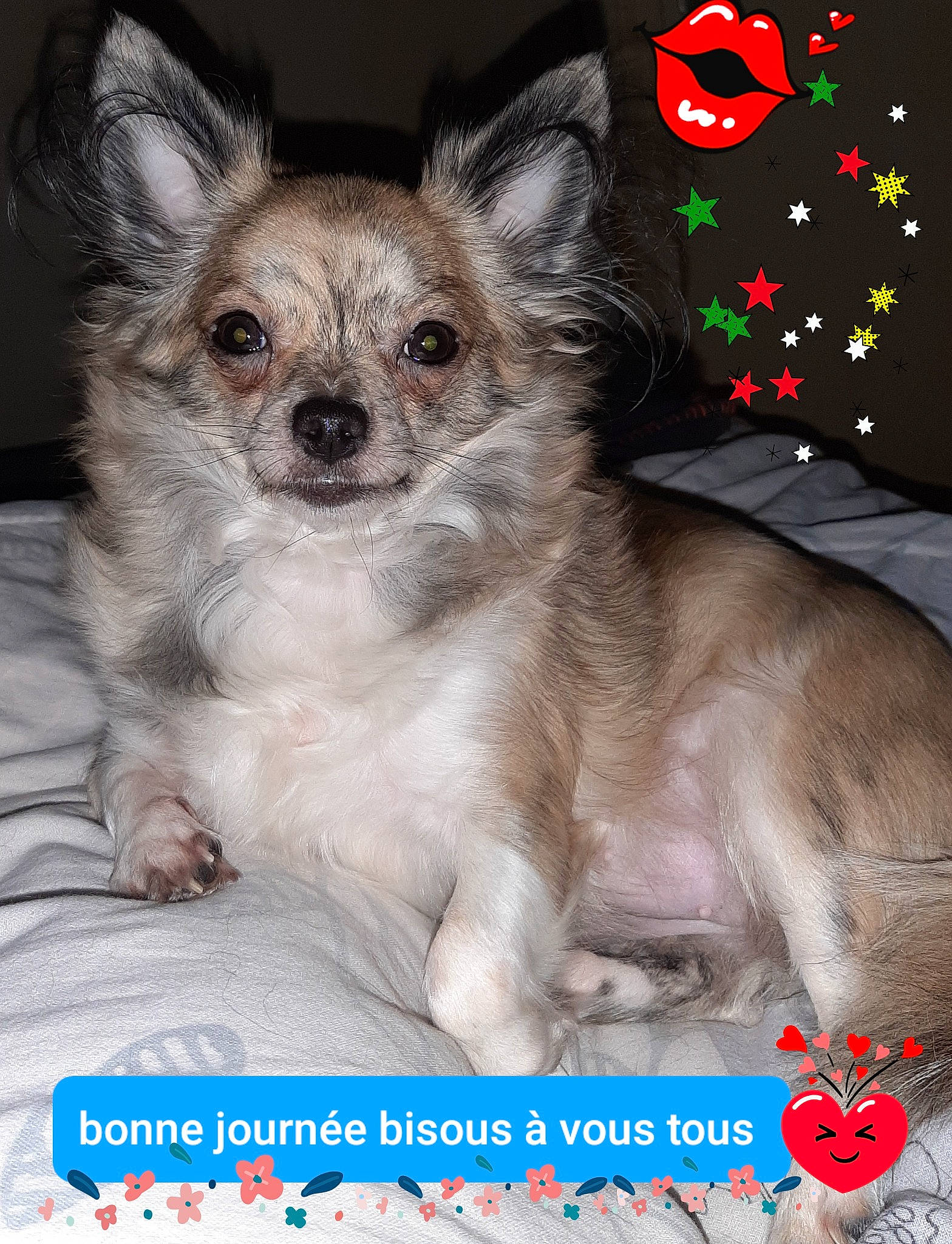 Chouchou participe au concours pour gagner de l'argent avec cette photo : canidae, carnivore, chihuahua, companion_dog, dog, dog_breed, dog_supply, event, fashion_accessory, fawn, font, fur, non_sporting_group, pattern, photo_caption, puppy, terrestrial_animal, toy_dog, whiskers, working_animal