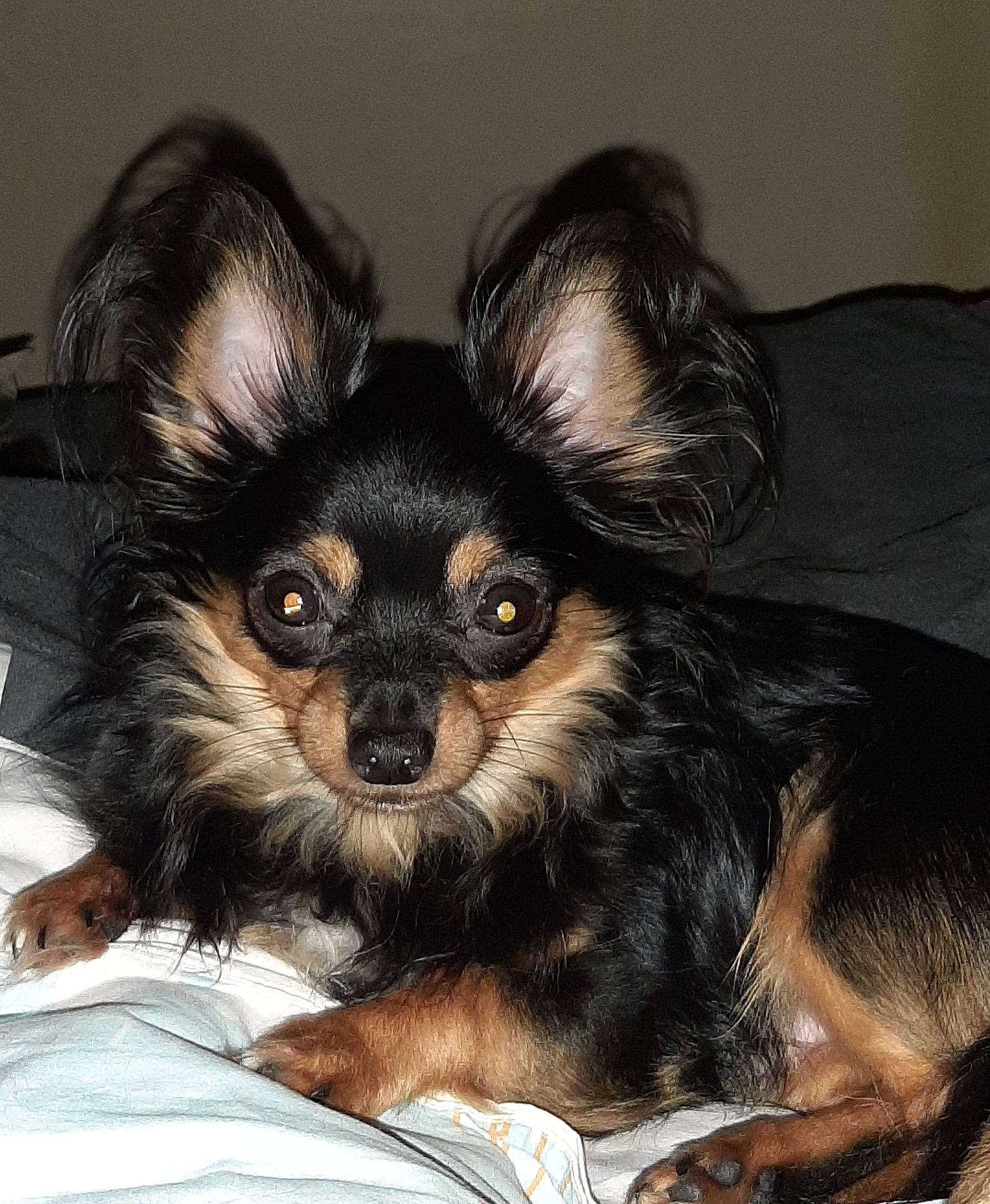 Crotte Crotte Crotte Crotte participe au concours pour gagner de l'argent avec cette photo : canidae, carnivore, comfort, companion_dog, dog, dog_breed, ear, eye, fawn, fur, human_body, sitting, snout, sporting_group, terrestrial_animal, toy_dog, whiskers, working_animal