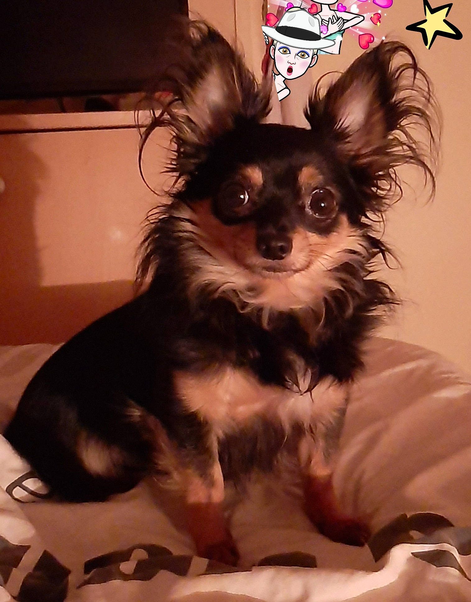 Crotte Crotte Crotte Crotte participe au concours pour gagner de l'argent avec cette photo : canidae, carnivore, chihuahua, companion_dog, costume, dog, dog_breed, dog_supply, ear, fashion_accessory, fawn, fur, home_appliance, papillon, snout, tail, terrestrial_animal, toy_dog, whiskers, working_animal